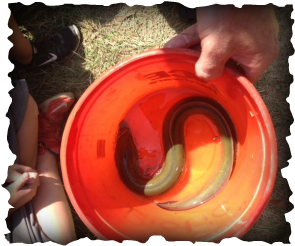 Eel in bucket