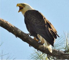 Bald Eagle perched on branch.
