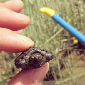 Baby snapping turtle in hand.