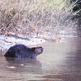 Beaver in creek.