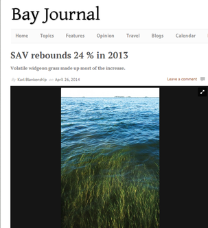 Bay Journal Website